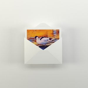 Winged Wonders Cards-Wading-in-the-Warmth-The-Seagull